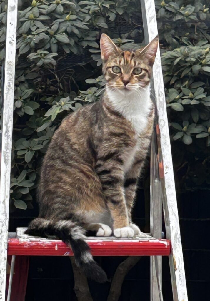 Tabby met wit poes Pebbels