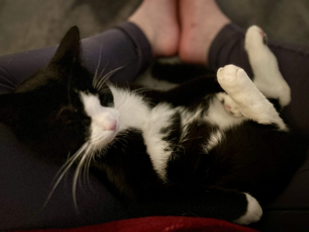 Zwart met wit kater Panda