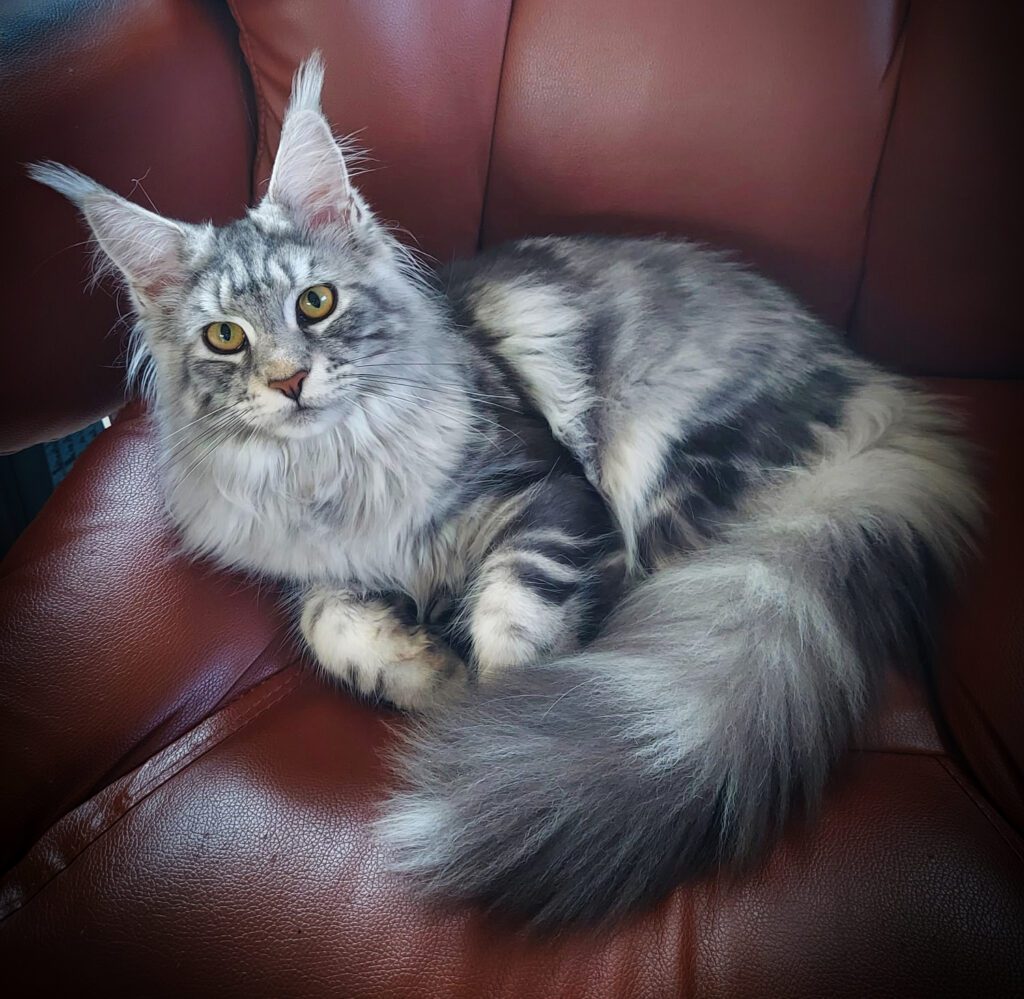 Vader van de kittens Kater Noa