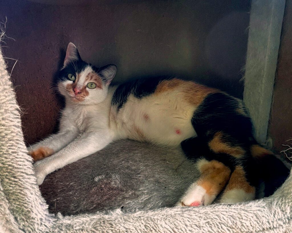 Drachtige kat Pip, kittens verwacht in maart 2025