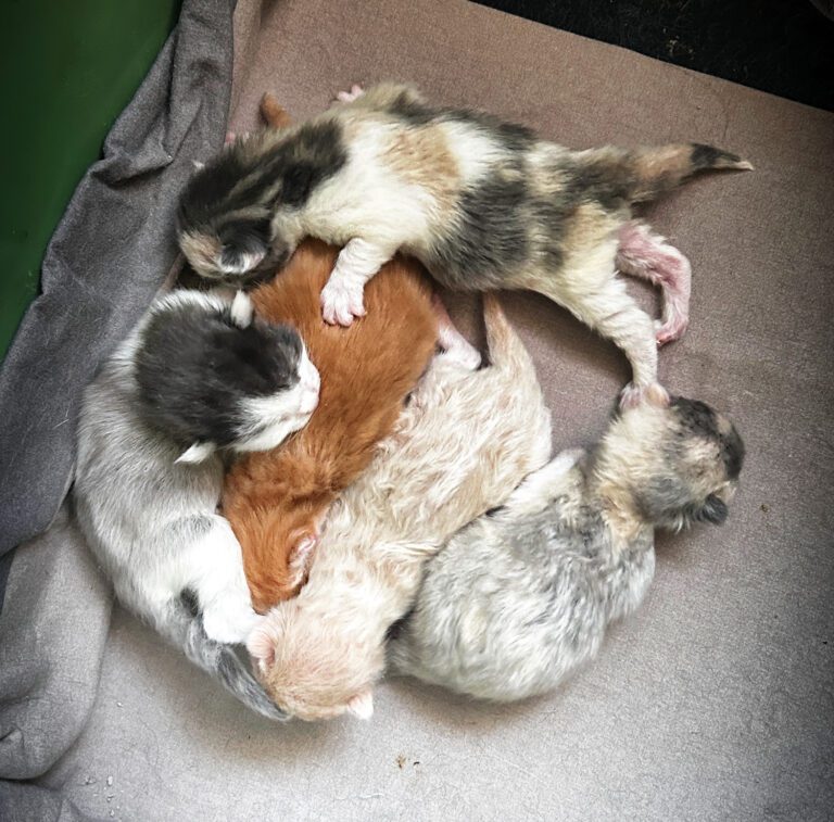 Kittens, het toverballennestje van Pip