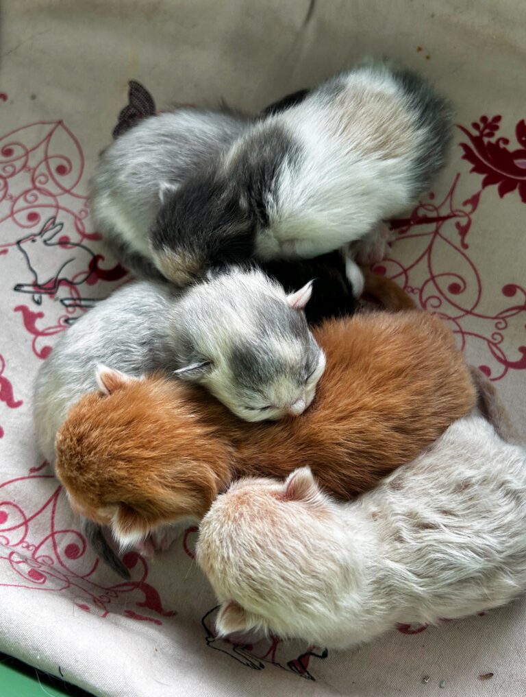 Alle kittens bij elkaar