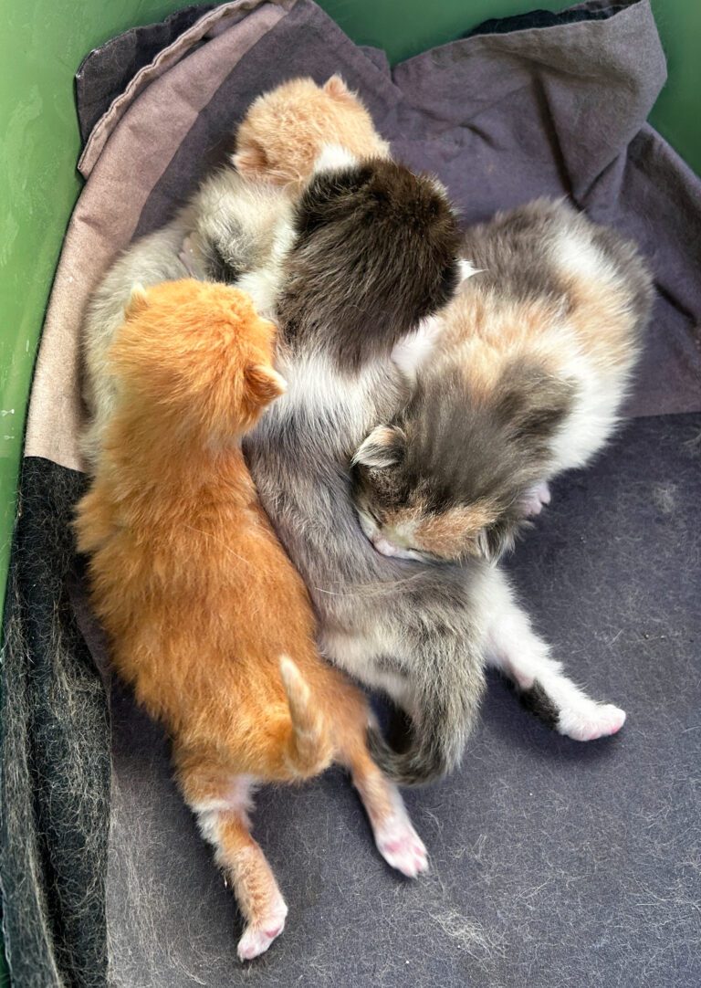 Kittens 27 maart 2025