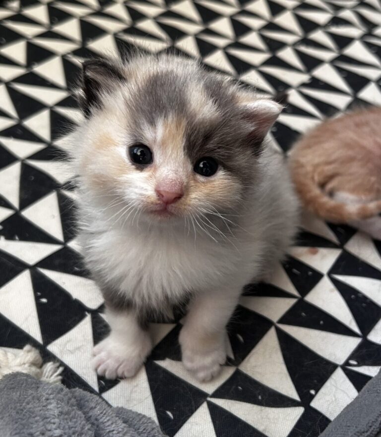Pistache, nog geen drie weken oud, met haar bijzondere snoetje.