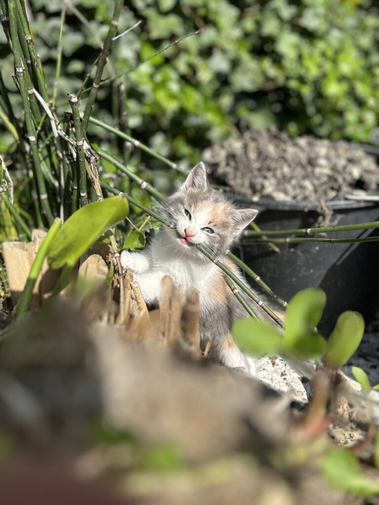 Kittens in de tuin, Pretzel speelt gezellig buiten