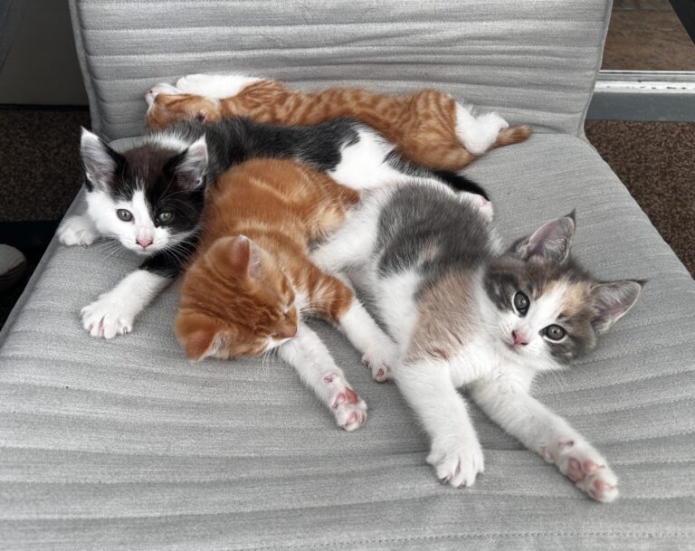 De vier ukkies van Pip, heerlijk samen aan het dromen op de stoel