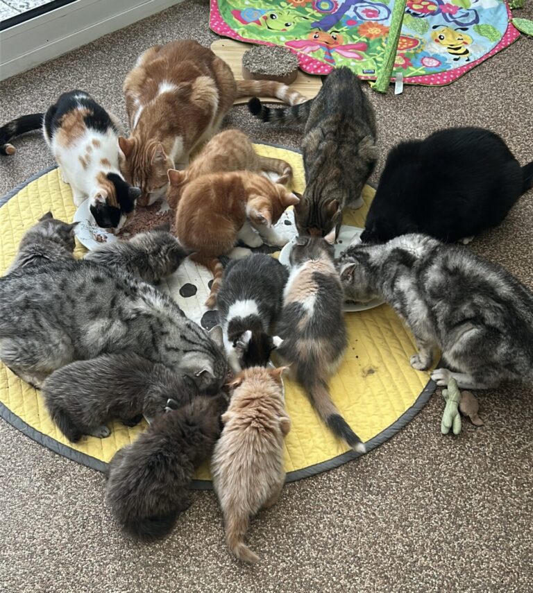 Alle kittens lekker aan het smikkelen