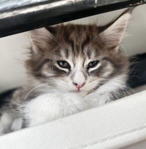 Knappe Pico