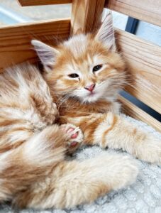 Lekkere Pumba, de rode kater