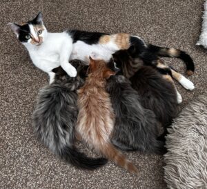 Pip zoogt ook nog de kittens van Pebbels