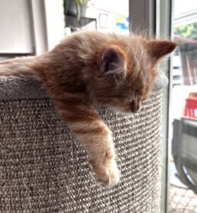 Pumba is omgekieperd