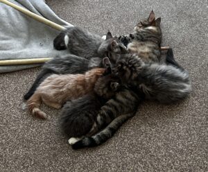 Pebbels met haar ukkies, ze zijn groter als Pebbels zelf!