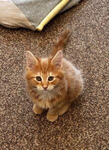 De heerlijke rode kater Pumba
