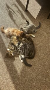 Pebbels met haar kroost