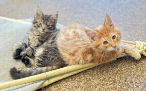 Panter neemt ook nog even afscheid van Pumba