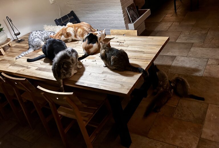 De grote katten op tafel, de kleintjes ervoor: samen genieten van het avondritueel.