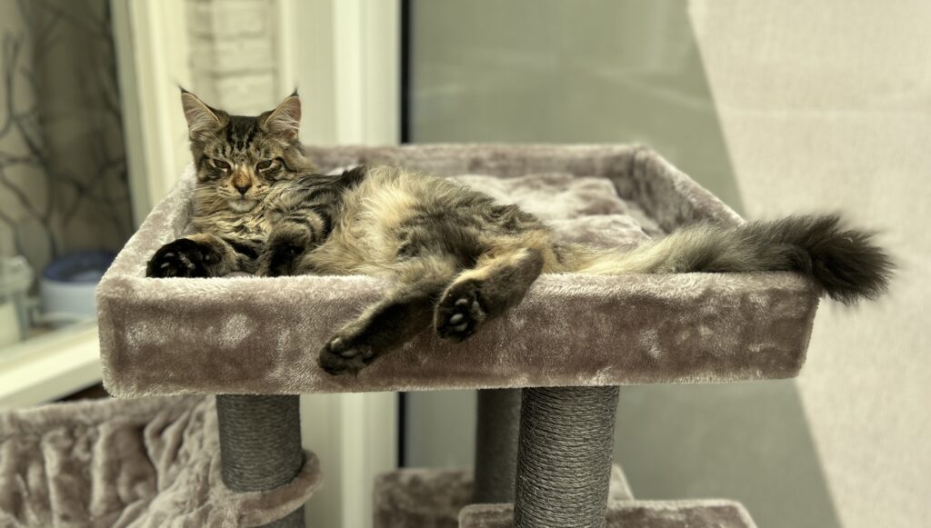Panter op de nieuwe kattenpaal