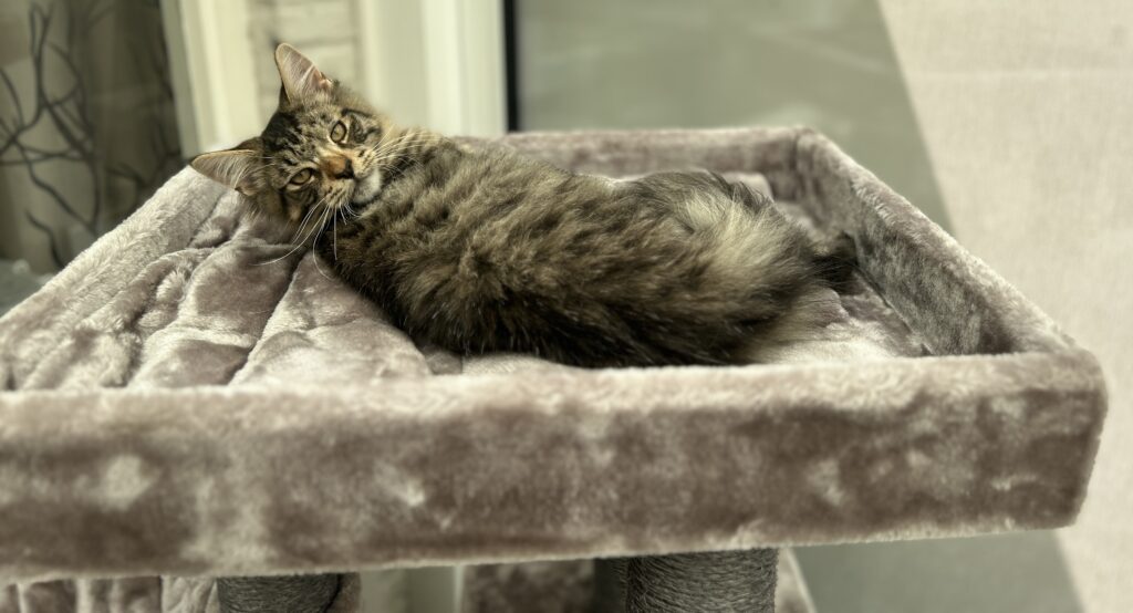 Panter op de nieuwe kattenpaal