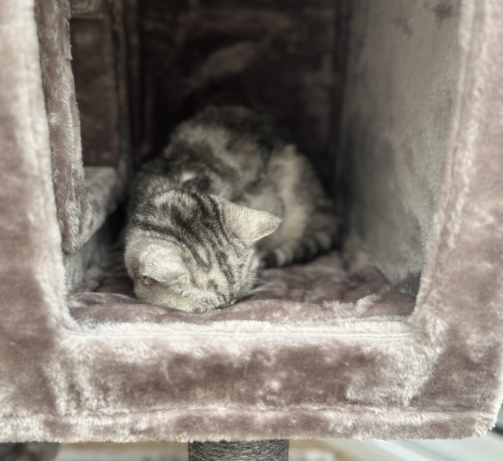 Jenna op de nieuwe kattenpaal