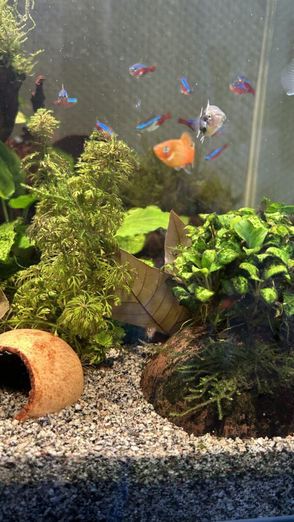 Aquarium