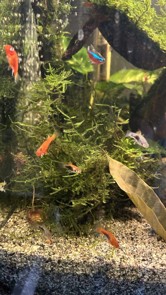Aquarium