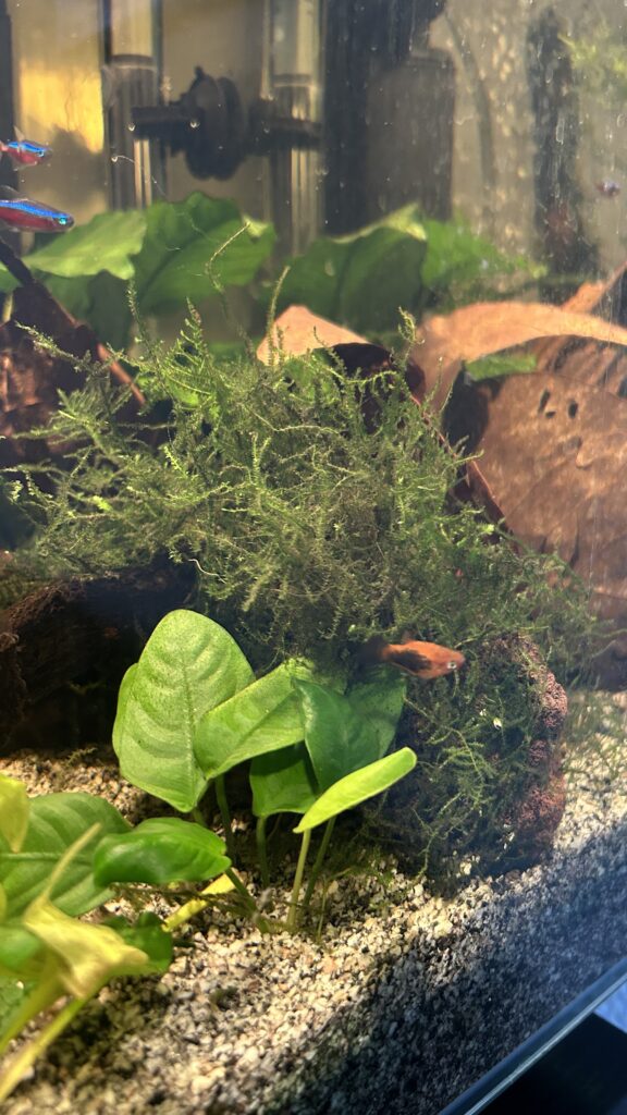 Aquarium