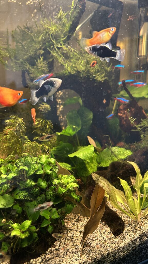Aquarium