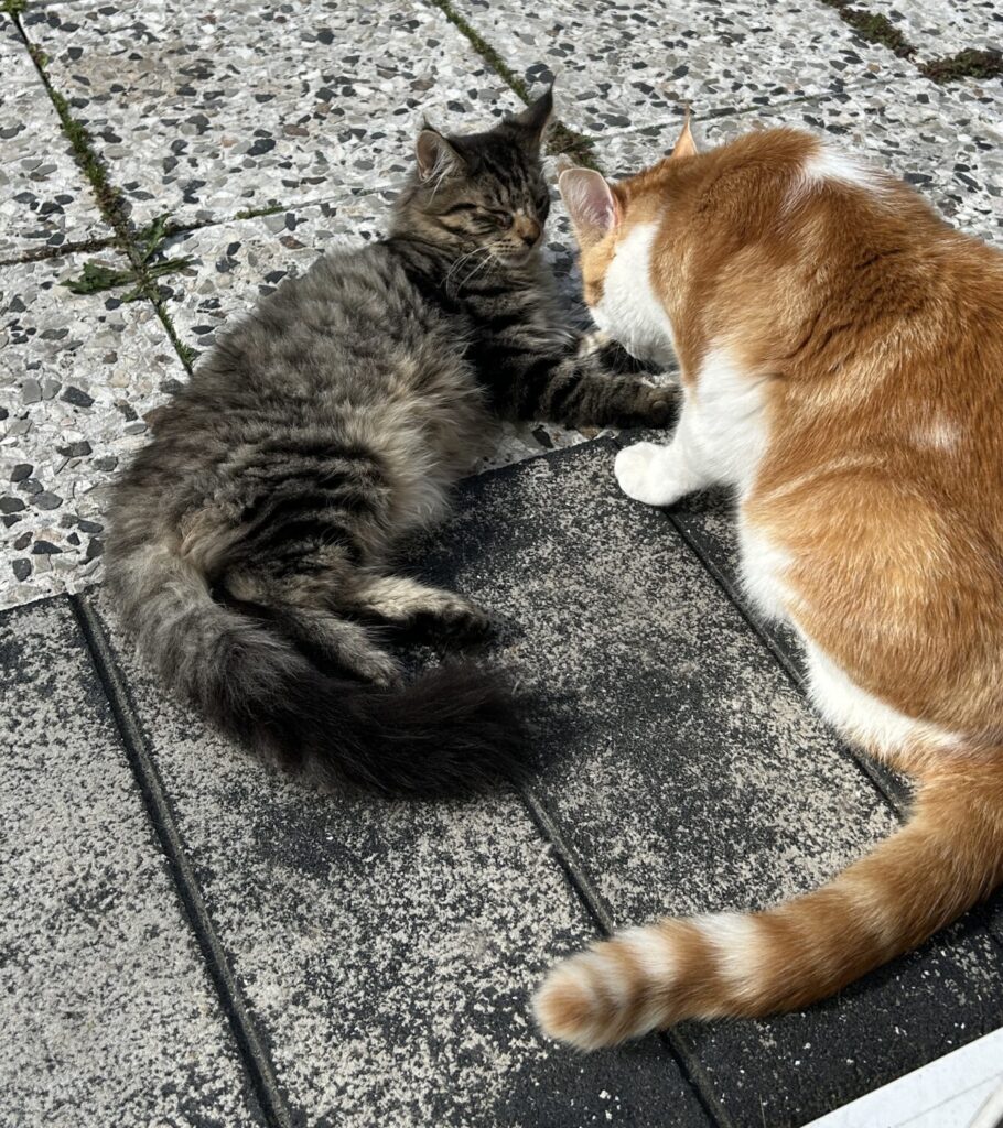 Panter krijgt steun van Pinda