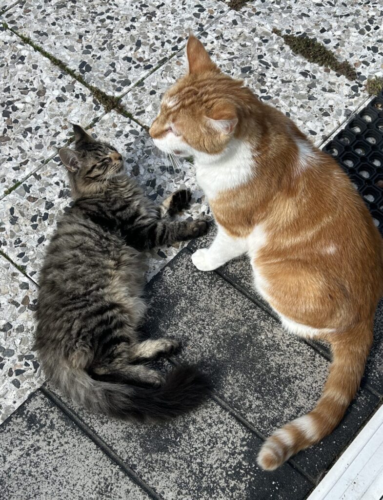 Panter krijgt steun van Pinda