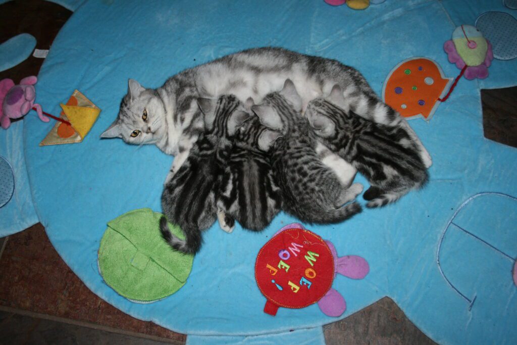 MooiePoes Jenna