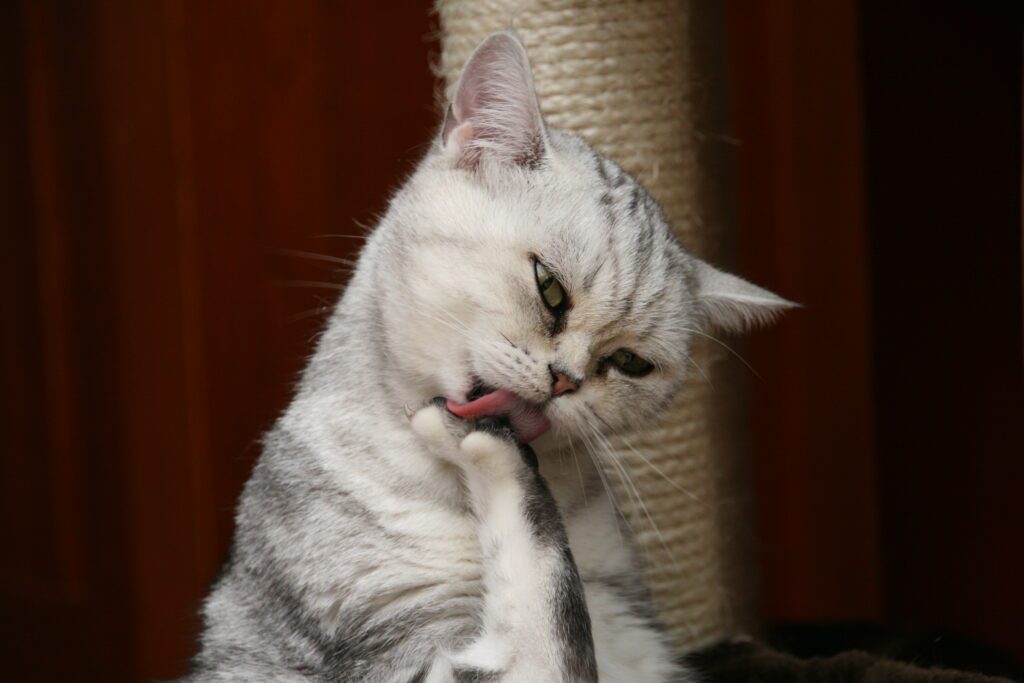 MooiePoes Jenna