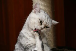MooiePoes Jenna