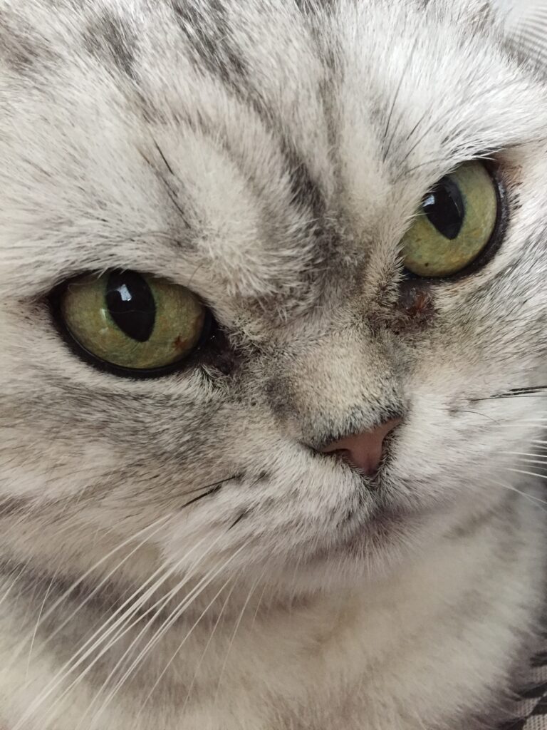 MooiePoes Jenna