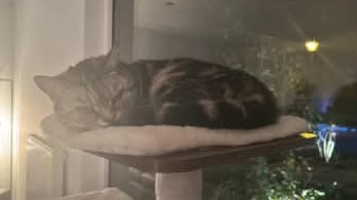 Kitten Lily, zussen uit hetzelfde nest