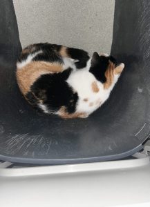 Pip ligt op de kattenbak Pip ligt op de kattenbak