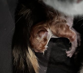 Pepper wordt geboren Pepper wordt geboren