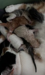 Pip met haar kittens Pip met haar kittens