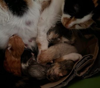 Pip met haar kittens Pip met haar kittens