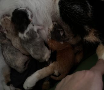 Pip met haar kittens Pip met haar kittens