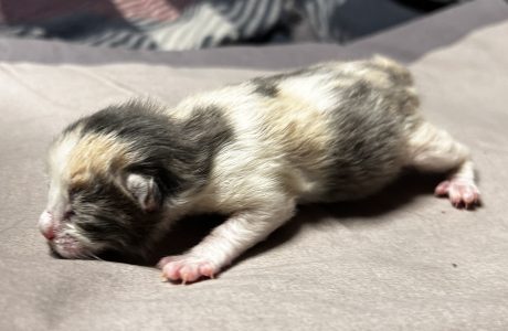 Pretzel Pretzel