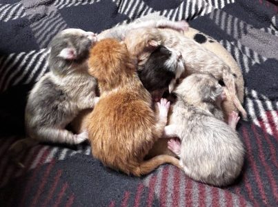 Alle kittens van Pip Alle kittens van Pip