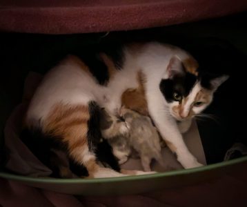 Pip met haar kittens de eerste nacht Pip met haar kittens de eerste nacht