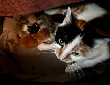 Pip met haar kittens de eerste nacht Pip met haar kittens de eerste nacht