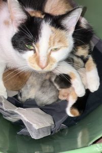 Pip met haar kittens Pip met haar kittens