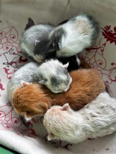Alle kittens bij elkaar Alle kittens bij elkaar