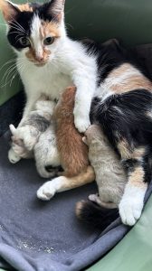 Pip en kittens 21 maart 2025