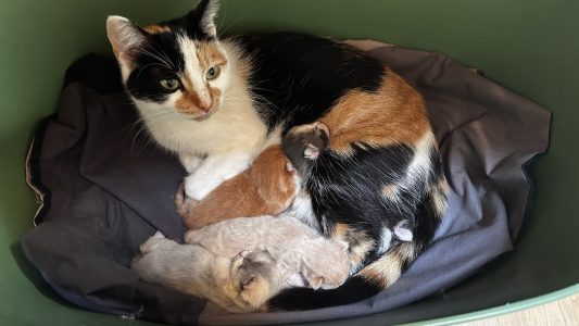 Pip en kittens 21 maart 2025