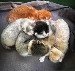 Kittens 22 maaart 2025