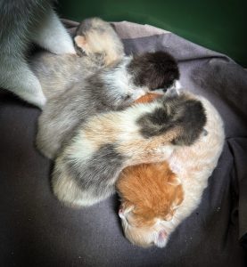 Kittens 22 maart 2025