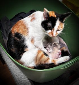 Kittens 22 maart 2025